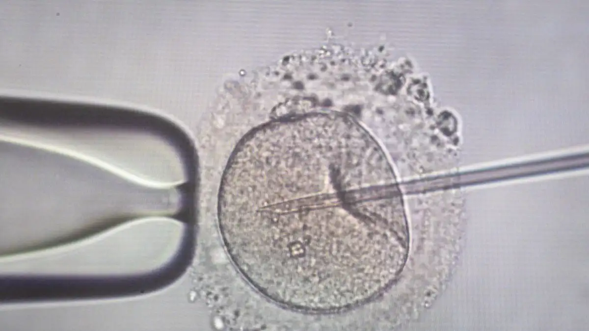 Αβεβαιότητα και φόβοι για οικογένειες στην Ελλάδα: παιδιά από Δανό δότη στο επίκεντρο ανησυχίας Αβεβαιότητα και φόβοι για οικογένειες στην Ελλάδα: παιδιά από Δανό δότη στο επίκεντρο ανησυχίας