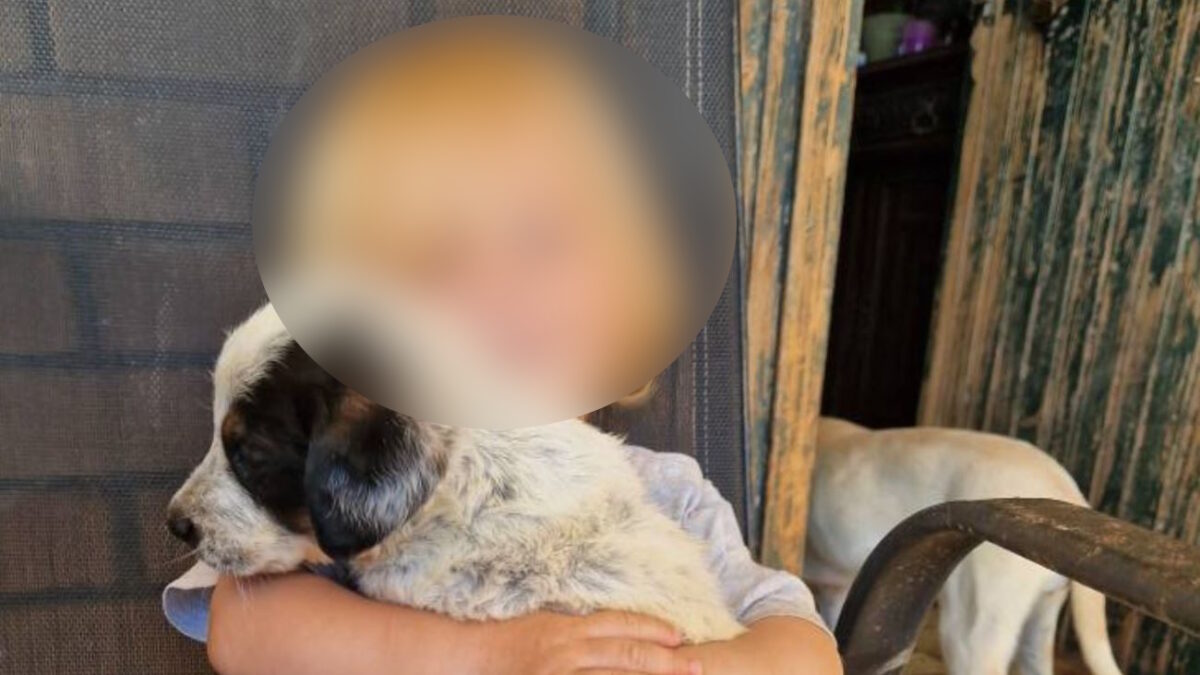 Τραγωδία στη Ζάκυνθο: Η μητέρα του 2χρονου εξηγεί τι συνέβη – «Το πίτμπουλ τρόμαξε από πυροβολισμούς κυνηγών»