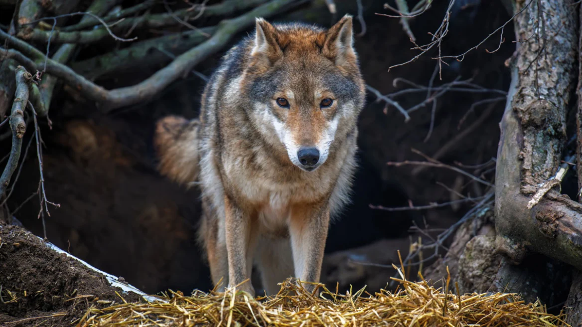 Αιγάλεω: Αναφορά για επίθεση λύκου σε σκύλο σε περιοχή κοντά σε σχολικό συγκρότημα