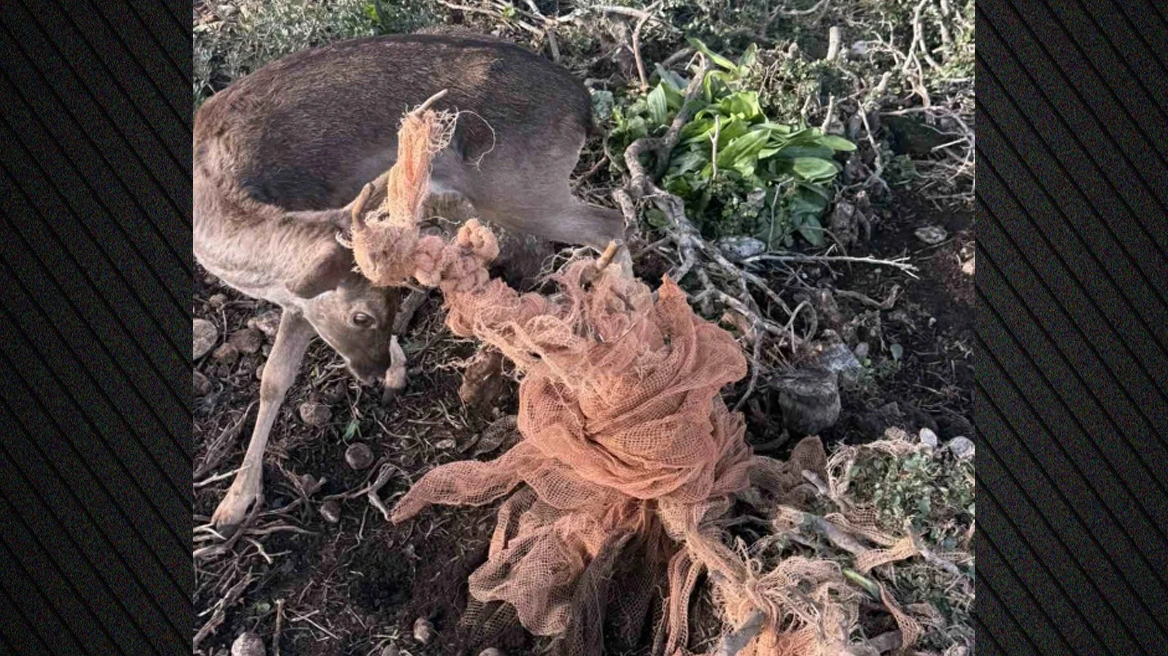 Εναερίτες έσωσαν ελάφι στη Ρόδο: Συγκλονιστικό βίντεο και φωτογραφίες από τη διάσωση Εναερίτες έσωσαν ελάφι στη Ρόδο: Συγκλονιστικό βίντεο και φωτογραφίες από τη διάσωση