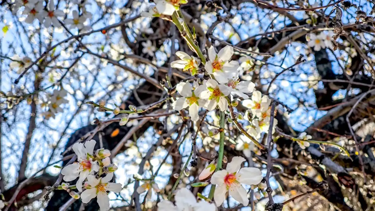 Καιρός: Ήπια είσοδος του Μαρτίου – Χωρίς ισχυρά φαινόμενα οι επόμενες ημέρες
