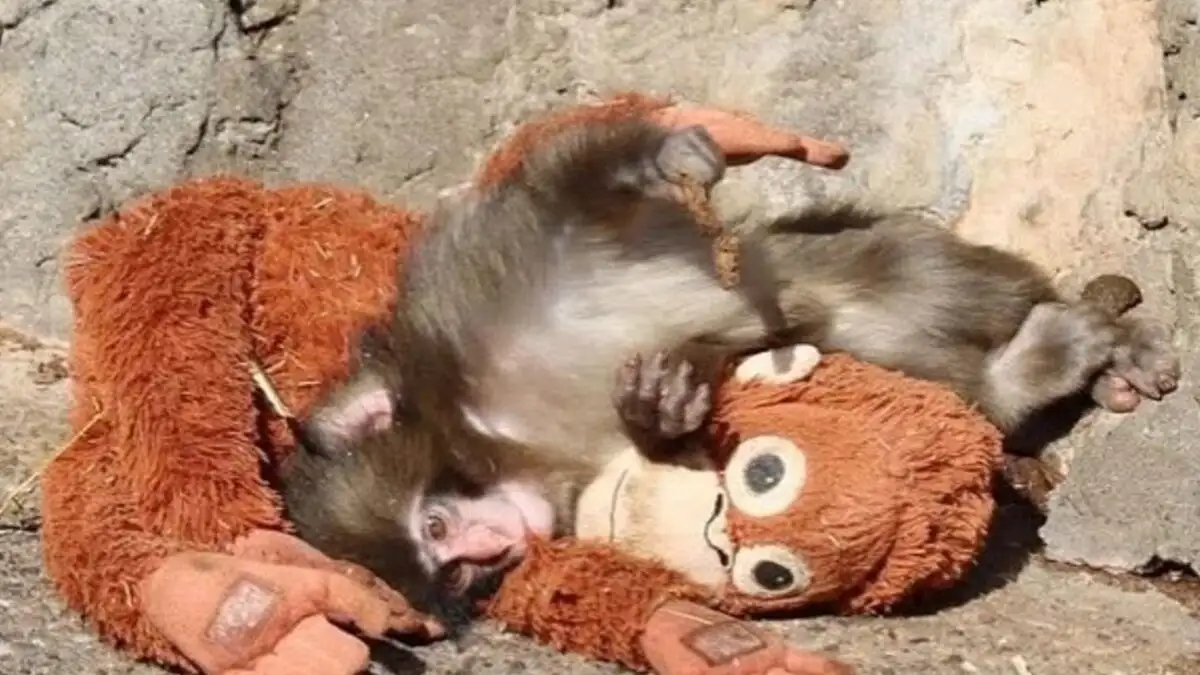Μωρό μαϊμού παρηγοριέται σε λούτρινο μετά την εγκατάλειψη από τη μητέρα του