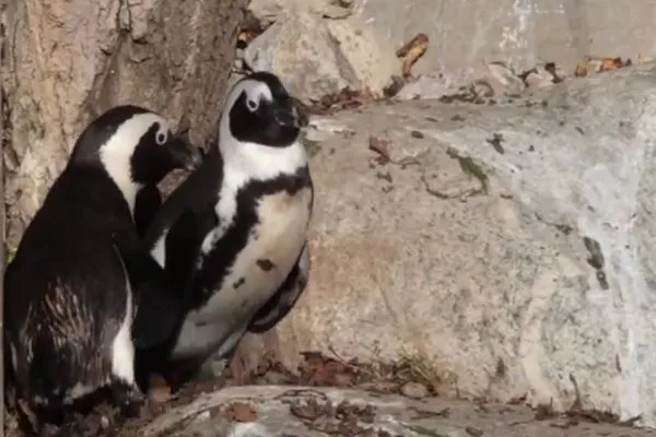 Οι πιγκουίνοι Gentoo του Εδιμβούργου φλερτάρουν με… βότσαλα- Δείτε video