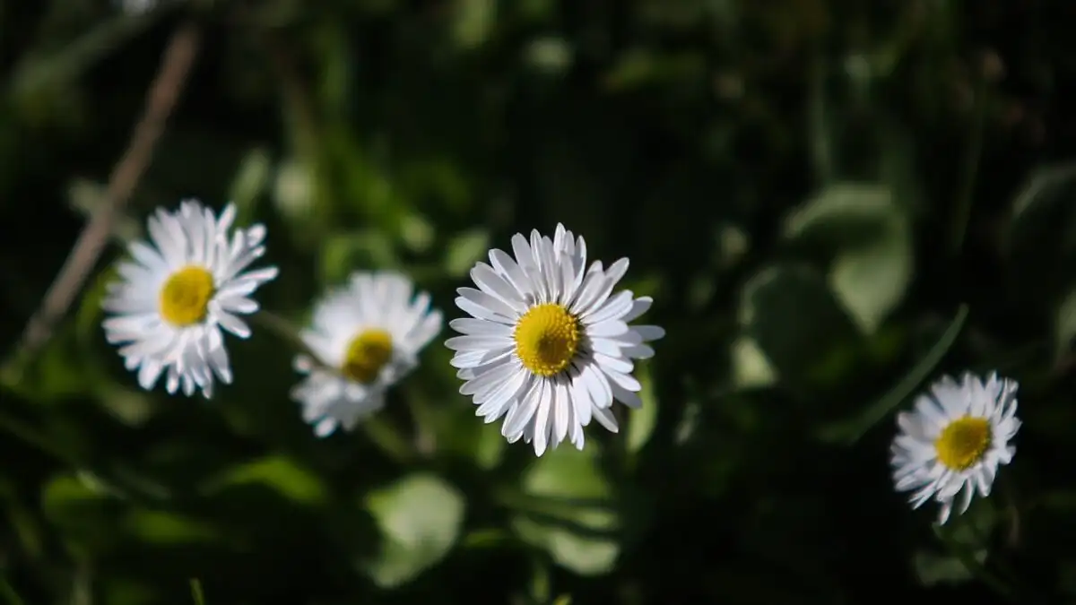 Kαιρός: Ήπιος σήμερα με θερμοκρασία έως 20°C