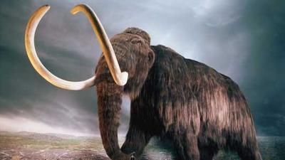 Μιζούρι: Άνδρας ισχυρίζεται ότι βρήκε γιγαντιαίο οστό μαμούθ σε ποτάμι- Δείτε video