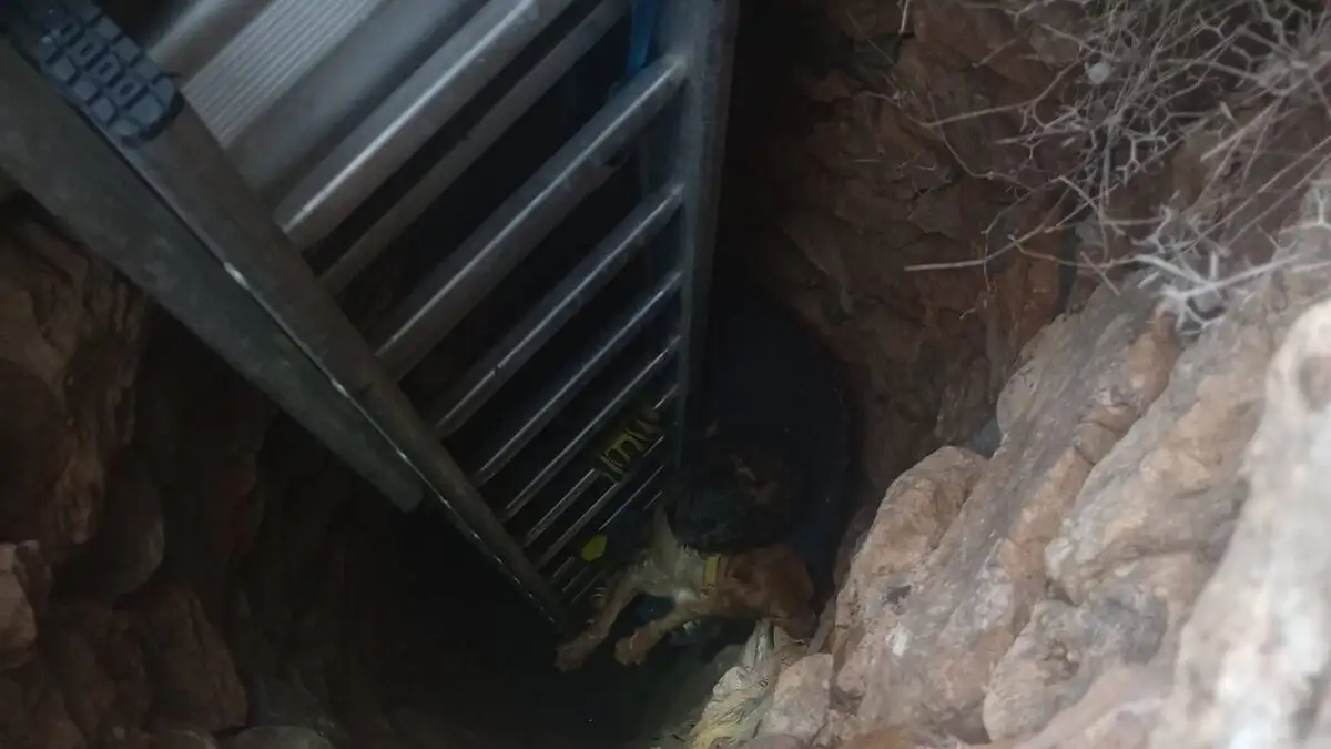 Σύρος: Σκύλος σώθηκε μέσα από πηγάδι 15 μέτρων – Τον έψαχναν για 10 ημέρες