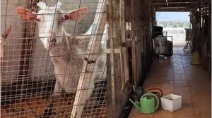 ΕΦΕΤ: «Καμία εμπλοκή» για το παράνομο μαντρί σε ταράτσα στους Αμπελόκηπους