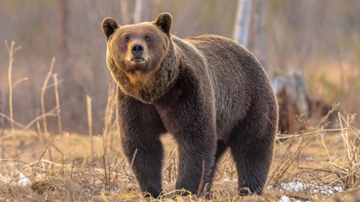 Επίθεση από καφέ αρκούδα σε άσκηση στην Αλάσκα – Τραυματίστηκαν δύο Αμερικανοί στρατιώτες