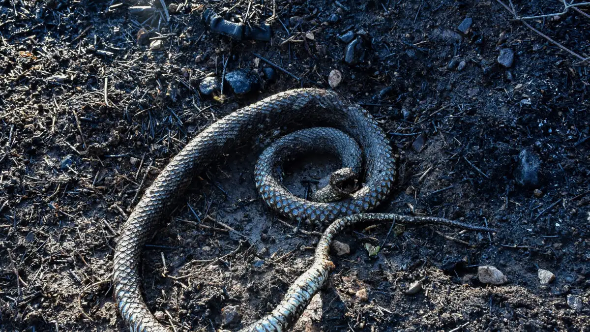 Σύρος: Στην Αθήνα ο 13χρονος μετά από δάγκωμα οχιάς – Η κατάσταση της υγείας του