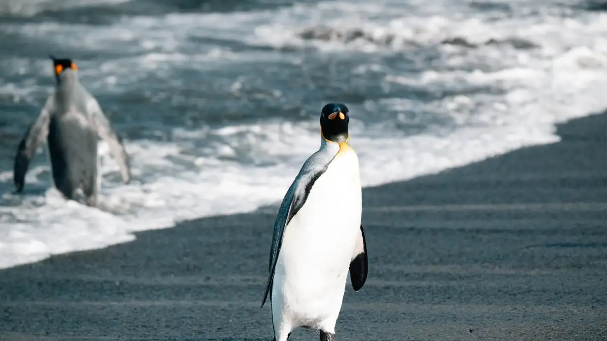 Ο Αυτοκρατορικός πιγκουίνος σε κίνδυνο: Πώς η κλιματική αλλαγή απειλεί την επιβίωσή του