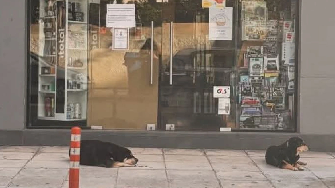 Σκυλιά στα Χανιά περιμένουν έξω από το μαγαζί της ιδιοκτήτριάς τους που έφυγε από τη ζωή