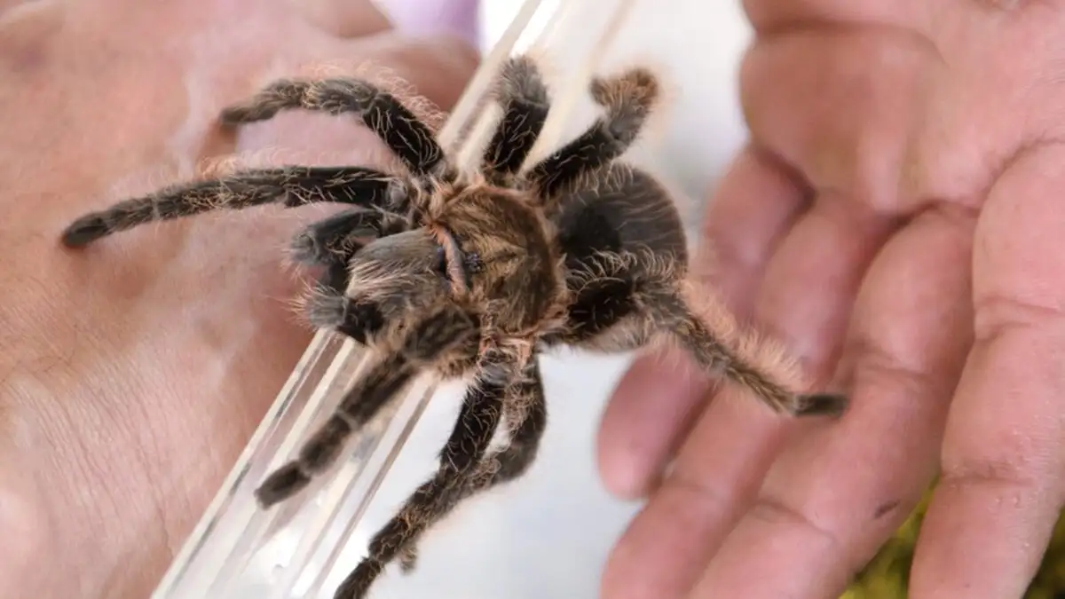 Γερμανία: Ξεχασμένο πακέτο με 20 ταραντούλες σε τρένο – Έκπληκτες οι αρχές