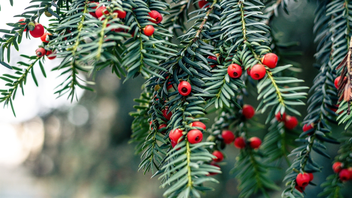 Από τα ελληνικά βουνά στα αντικαρκινικά φάρμακα: Νέα μελέτη του ΑΠΘ για τον ίταμο