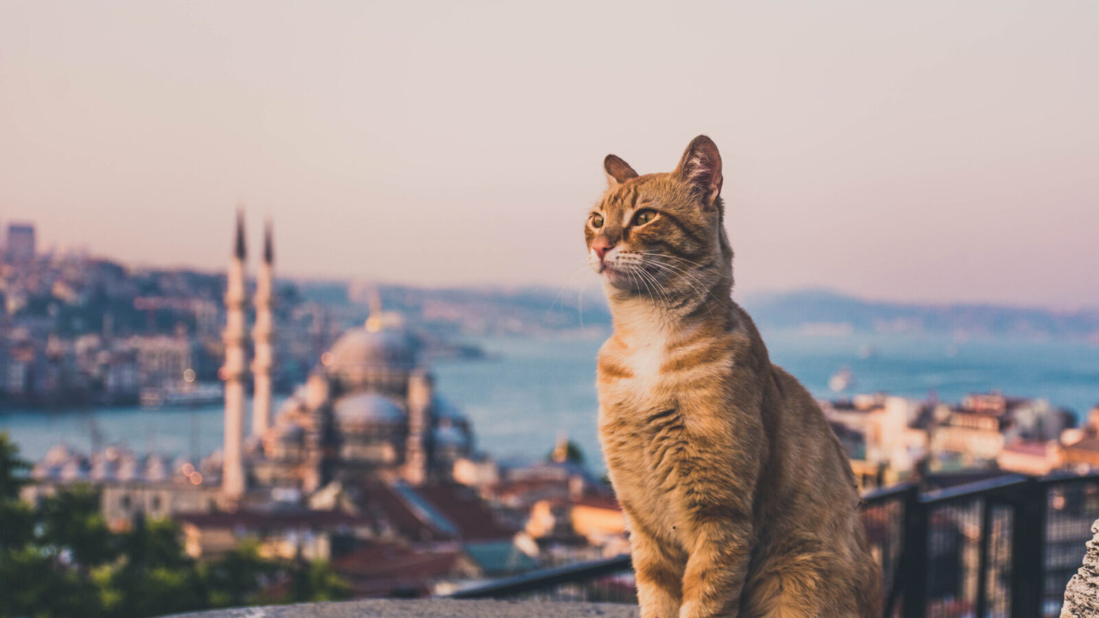 Η «Πόλη των Γατών» Moon Cat City άνοιξε τις πύλες της στην Κίνα και εντυπωσιάζει τους επισκέπτες- Δείτε video