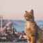 Η «Πόλη των Γατών» Moon Cat City άνοιξε τις πύλες της στην Κίνα και εντυπωσιάζει τους επισκέπτες- Δείτε video
