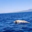 Νεκρή φώκια εντοπίστηκε ανοιχτά από το Ακρογιάλι Μεσσηνίας – Έρευνες για τα αίτια