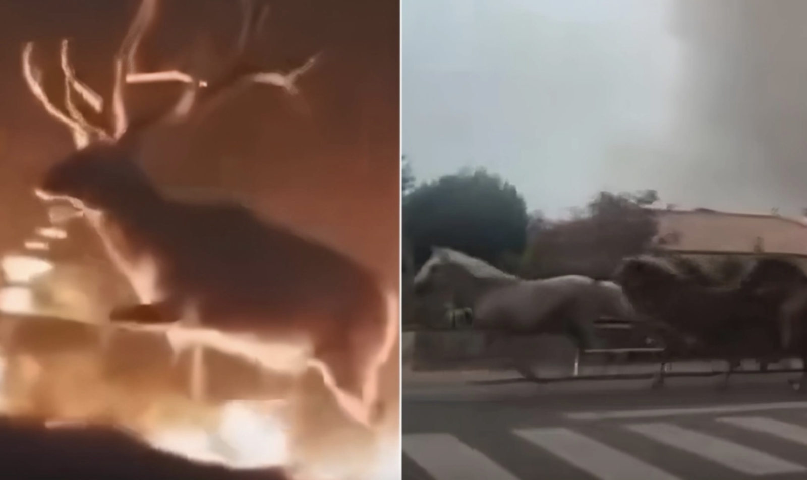 Συγκλονιστικά βίντεο από τις πυρκαγιές σε Ισπανία και Γαλλία: Ζώα παλεύουν να σωθούν από τις φλόγες Συγκλονιστικά βίντεο από τις πυρκαγιές σε Ισπανία και Γαλλία: Ζώα παλεύουν να σωθούν από τις φλόγες